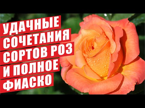 Видео: УДАЧНЫЕ СОЧЕТАНИЯ СОРТОВ РОЗ И ПОЛНОЕ ФИАСКО. ПРОГУЛКА ПО САДУ.