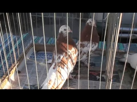 Видео: Ярмарок Дніпро 24.11.24.