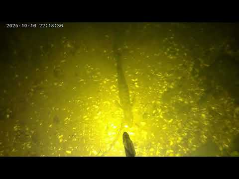 Видео: Две подводных охоты на Волге 12.10.25 16.10.25. Spearfishing