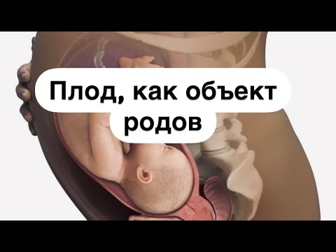 Видео: Плод, как объект родов // Лекция для студентов // АиГ