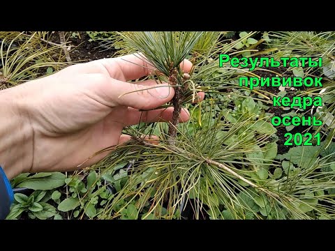Видео: Результаты прививок кедров на 03 октября 2021года
