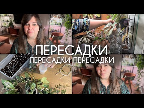 Видео: ГЛОБАЛЬНАЯ ПЕРЕСАДКА: хойи, бегонии, антуриумы и другие растения