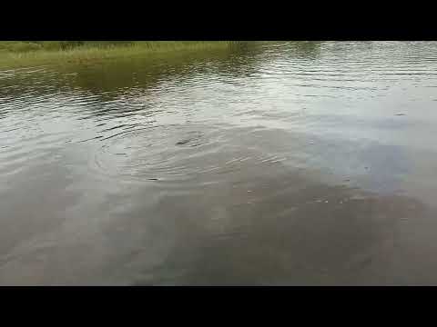 Видео: Я в шоке первый раз увидел такое, что происходит с рыбой,😱😱😱😱😭