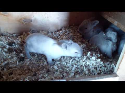 Видео: 6 й -19 день осмотра и уборки маточника