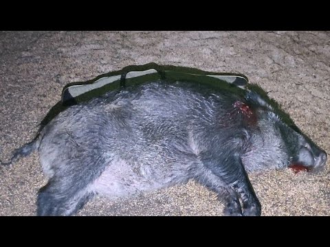 Видео: охота на кабана с тепловизором 19 w iray