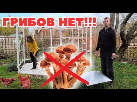 Видео: ГРИБОВ НЕТ! ЛЕС ПУСТОЙ. ДЕЛ МОРЕ, ГОТОВИМСЯ К ЗИМЕ. РАБОТАЕМ И ЖАРИМ ВКУСНЯШКИ!