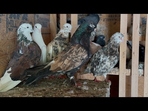 Видео: Необычные цвета , коллекция Армэна . 