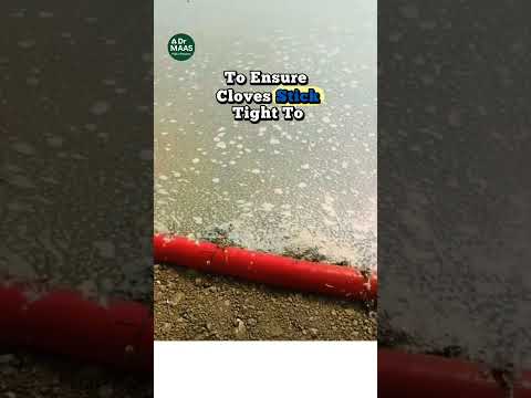 Видео: Поливать чеснок после посадки? | Советы по выращиванию чеснока #СоветыПоСаду  #shorts #СадОВгород