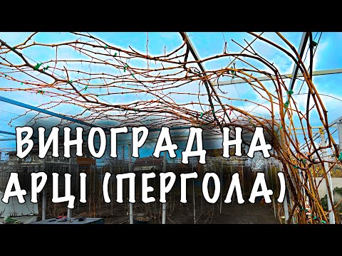 Видео: Виноград на УКРИВНІЙ та НЕУКРИВНІЙ ПЕРГОЛІ. Як обрізати виноград на арку. Укривний виноград на арці