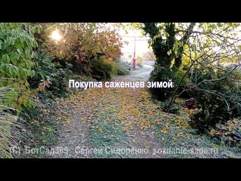 Видео: Покупка саженцев зимой