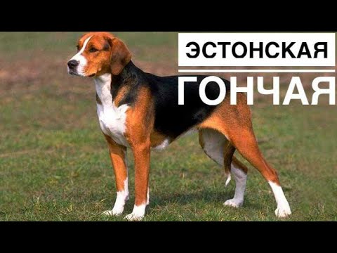 Видео: ЭСТОНСКАЯ ГОНЧАЯ, РАБОТА ПО КАБАНУ.