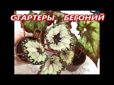 Видео: СТАРТЕРЫ БЕГОНИЙ на ПРОДАЖУ почтой