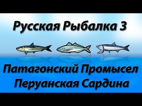 Видео: Патагонский Промысел Перуанская Сардина