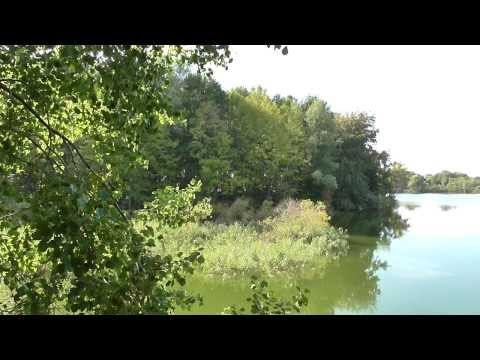 Видео: Планета Киев. Шелест Быковнянского леса (2013)