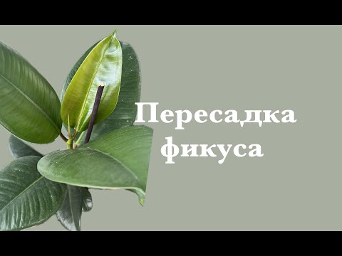 Видео: Пересадка фикуса Эластика