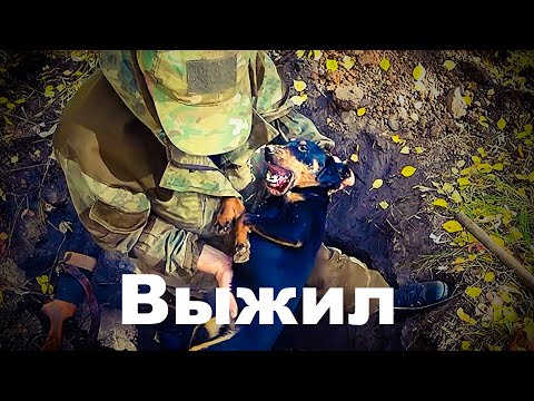 Видео: Охота на барсука. Хорошо, что живой // Badger hunting. It's good that he's alive