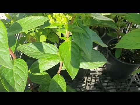 Видео: Предпродажное видео-согласование с покупателями саженцев гортензий!