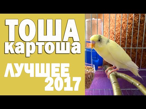 Видео: 🌞 Весёлое пение волнистого попугая Тоши 👍 #ТОШАКАРТОША 1🐦