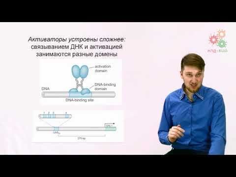 Видео: Регуляция работы генов. Регуляция транскрипции у эукариот. Часть 1 (без музыки)