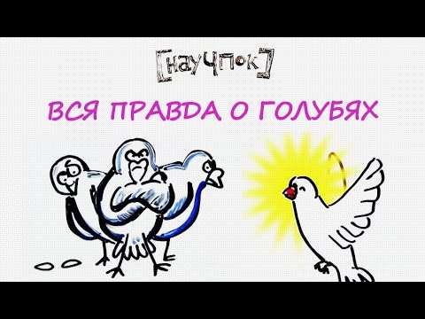 Видео: Вся правда о голубях — Научпок