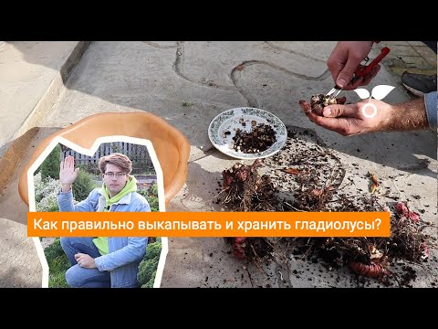 Видео: Как правильно выкапывать и хранить гладиолусы?