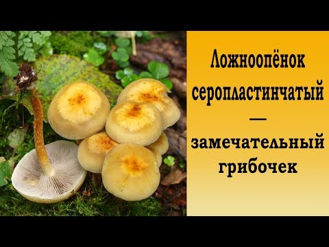 Видео: Ложноопёнок серопластинчатый - замечательный грибочек.