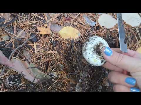 Видео: Грибалка Каркаралинск 20 сентября 2025