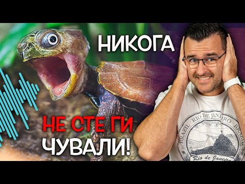 Видео: Топ 10 СТРАННИ ЗВУЦИ от познати животни, които НЕ СТЕ ЧУВАЛИ до сега