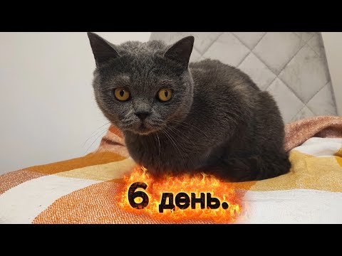 Видео: 6 день. Снимал видео, а кошка все одно сходила по малому в совок ;) #cat 