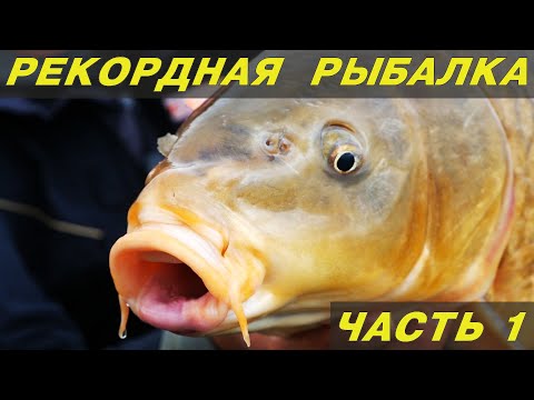 Видео: РЕКОРДНАЯ РЫБАЛКА НА КАРПА. БЕШЕНЫЙ КЛЕВ НА ТИГРОВЫЙ ОРЕХ. Часть I