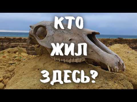 Видео: Брошенные дома, озеро призрак и болотные черепахи  Тайна Сауры под Актау!