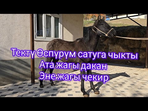 Видео: Тектү өспүрүм издегендер