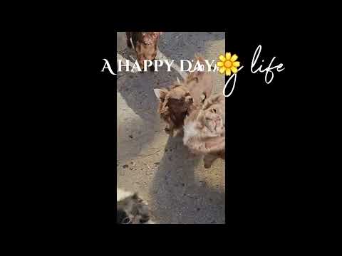 Видео: 1 ноября 2025 г.