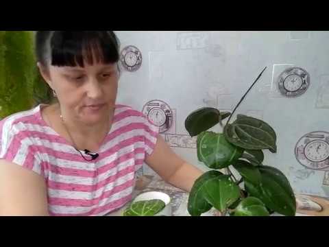 Видео: Хойи Сараваки  // Мои ошибки в уходе и содержании ...
