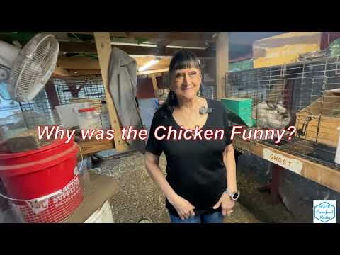 Видео: Избалованные цыплята | Яблочная ночь в Ракене | Эпизод 214 #курица #кролик #яблоко