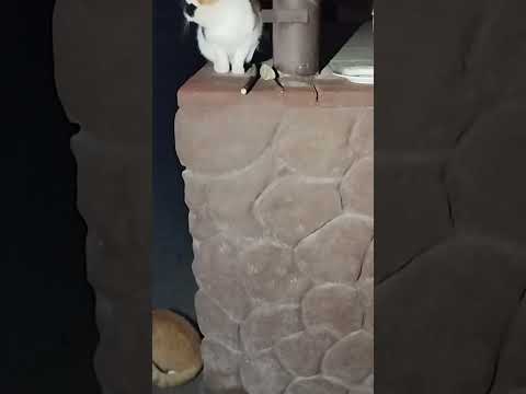 Видео: У ж и н !👍  Съёмка.в темноте 😲