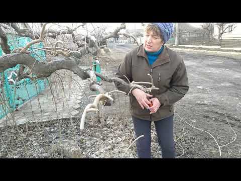 Видео: Формировка плакучих деревьев.