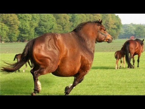 Видео: ӘЛЕМДЕГI ЕҢ СЕМIЗ ЖЫЛҚЫ🐎🔥  |  ТОП 11 IPI Жылқы тұқымы❗