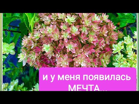 Видео: Новинка гортензии питомника ЛЕСКОВО -МЕЧТА ЛЕСКОВО
