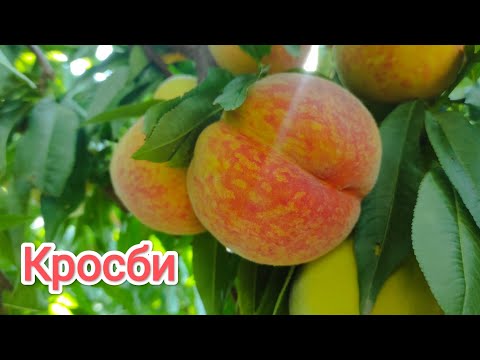 Видео: Один из самых морозостойких и зимостойких сортов Персика Кросби/Crosby #fruit #peach  #garden #сад