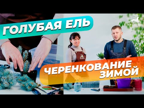 Видео: ГОЛУБАЯ ЕЛЬ ЧЕРЕНКОВАНИЕ | УКОРЕНЕНИЕ ЕЛИ | ГОЛУБАЯ ЕЛЬ РАЗМНОЖЕНИЕ ЧЕРЕНКАМИ