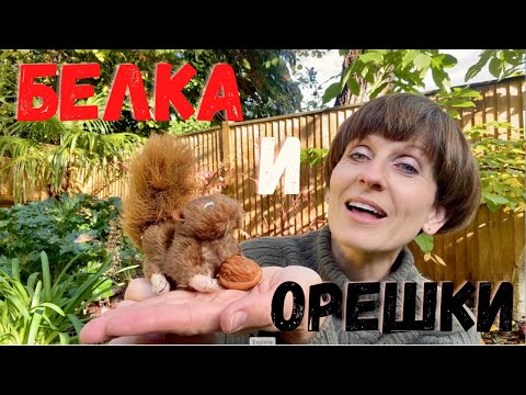 Видео: Осенняя пальчиковая гимнастика БЕЛОЧКА и ОРЕШКИ. Развиваем речь, мелкую моторику, считаем с малышами