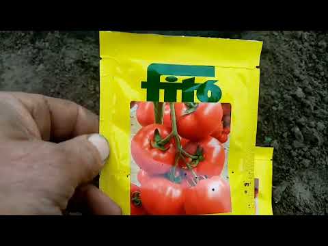 Видео: Тарзи пошидани тухми помидор дар БИОГУМУС 900172225