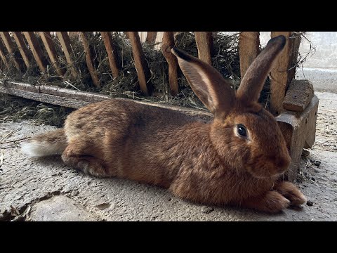 Видео: Правильное содержание кроликов. Расположение клеток в крольчатнике. Породы кроликов.