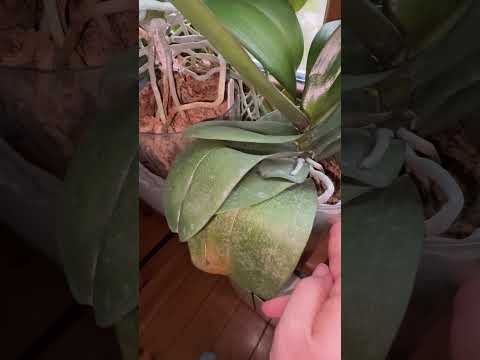 Видео: «Что скрывают мои орхидеи? Новые цветоносы на горизонте!»