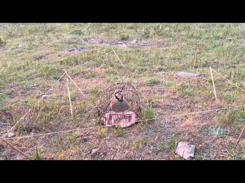 Видео: 22 апреля 2025 г.