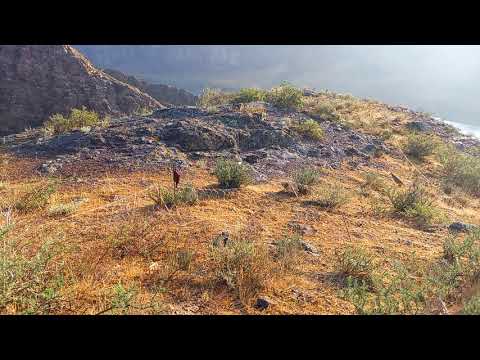 Видео: охота кеклики