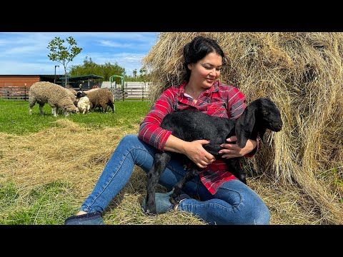 Видео: Новая Молодая Козочка в Нашей Семье! Жизнь в Деревне