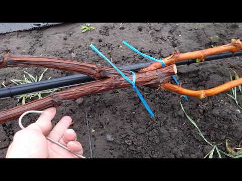 Видео: Виноградник к укрытию готов, несколько полезных вещей в помощь. 