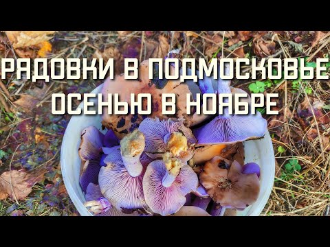 Видео: Где растут грибы РЯДОВКИ в Подмосковье и какие СБОР ГРИБОВ ОСЕНЬЮ В НОЯБРЕ